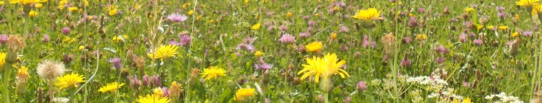 Banner profilu