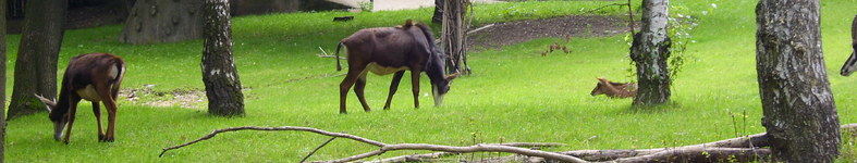 Banner profilu