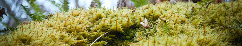 Banner profilu