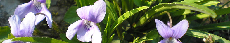 Banner profilu