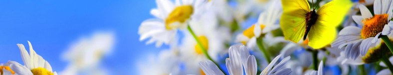 Banner profilu