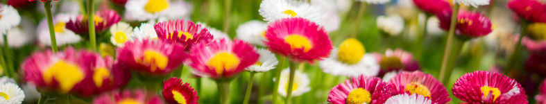 Banner profilu
