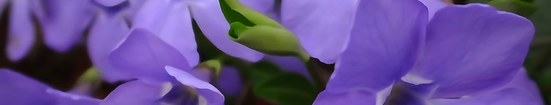 Banner profilu