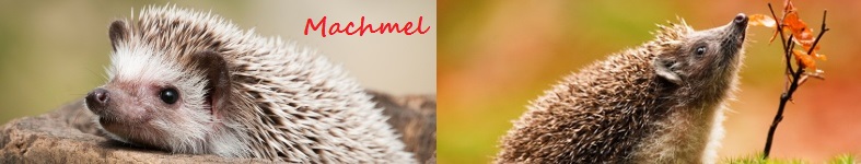 Banner profilu