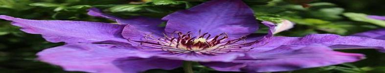 Banner profilu