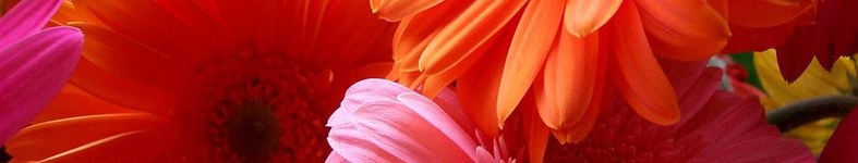 Banner profilu