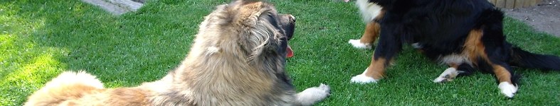 Banner profilu