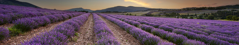 Banner profilu