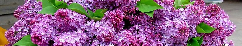 Banner profilu