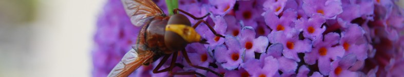 Banner profilu