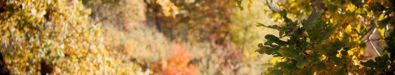 Banner profilu