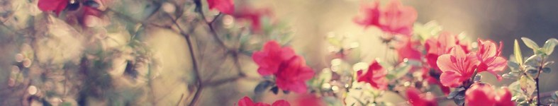 Banner profilu
