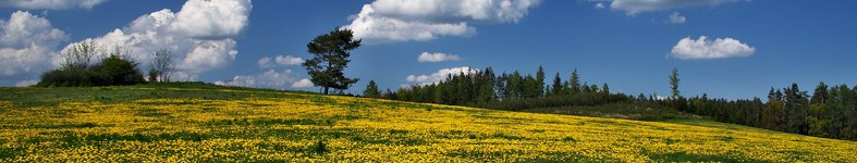 Banner profilu