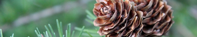 Banner profilu