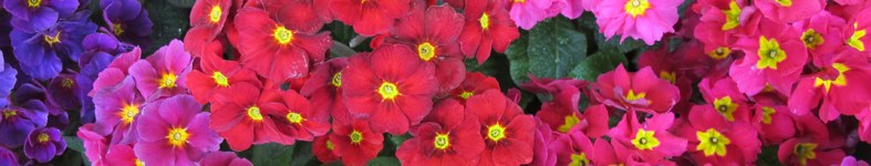 Banner profilu