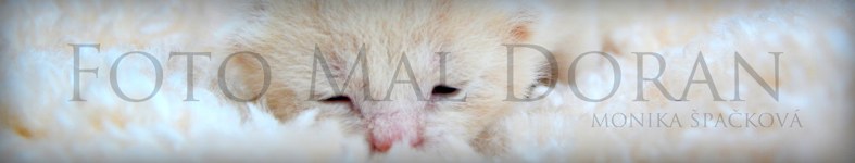 Banner profilu