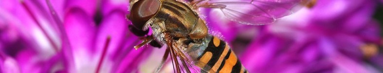 Banner profilu