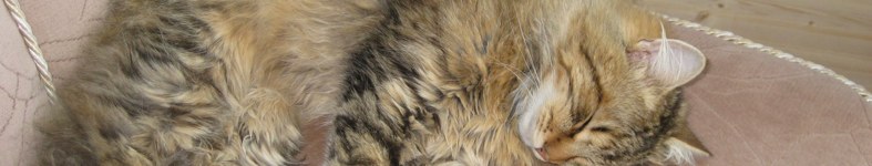 Banner profilu