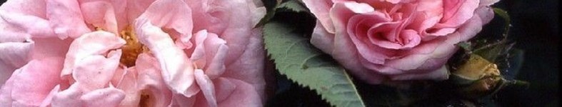 Banner profilu