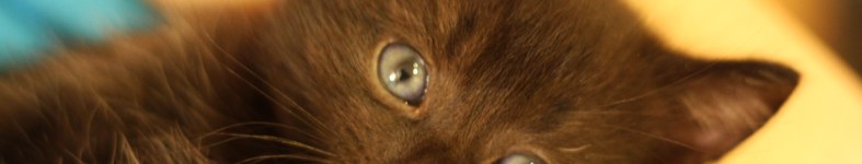 Banner profilu