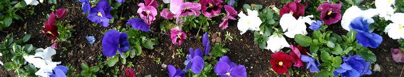 Banner profilu