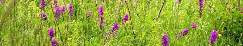 Banner profilu