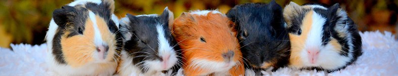 Banner profilu