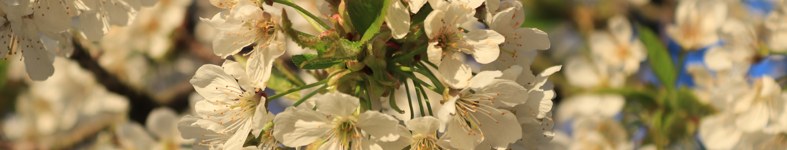 Banner profilu