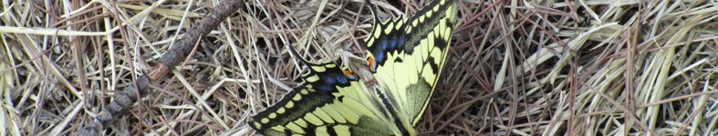 Banner profilu
