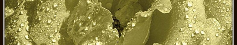 Banner profilu