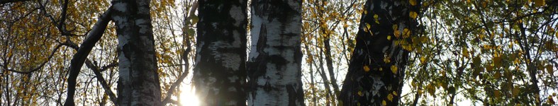 Banner profilu
