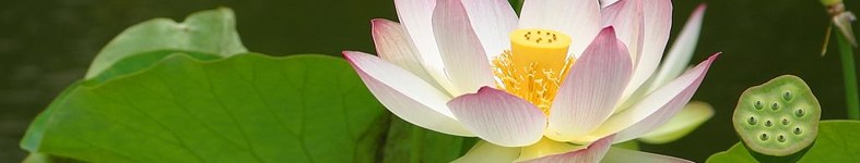Banner profilu