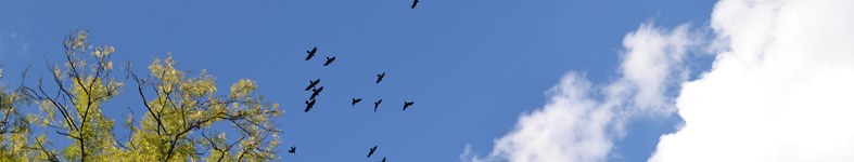 Banner profilu