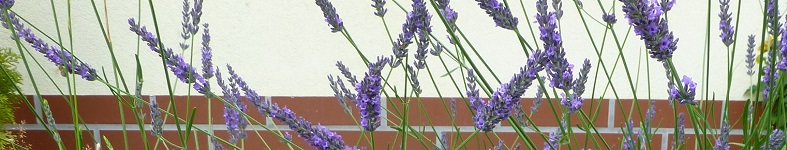 Banner profilu
