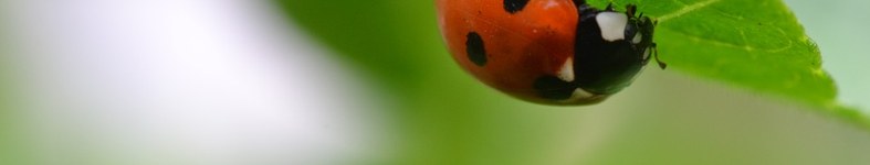 Banner profilu