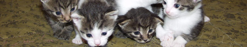 Banner profilu