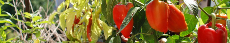 Banner profilu