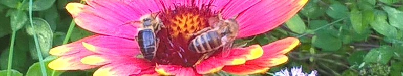 Banner profilu