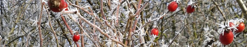 Banner profilu