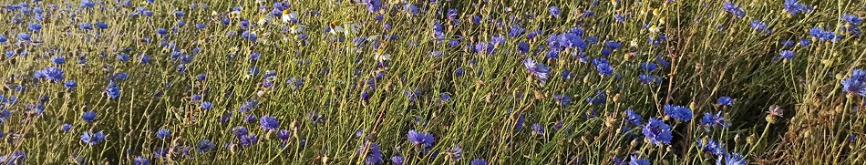 Banner profilu