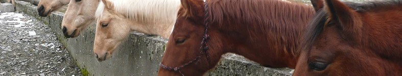 Banner profilu