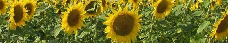 Banner profilu