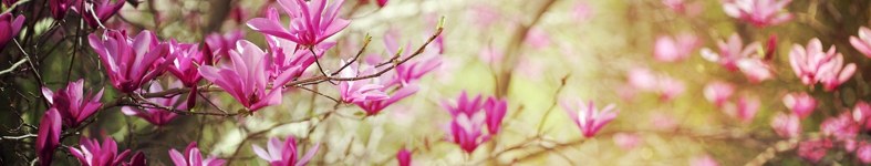 Banner profilu