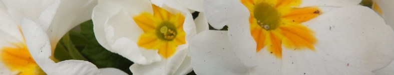 Banner profilu