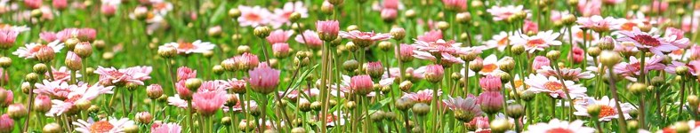 Banner profilu