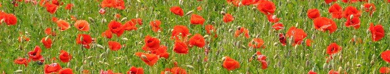 Banner profilu