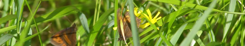 Banner profilu