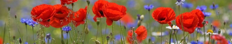 Banner profilu