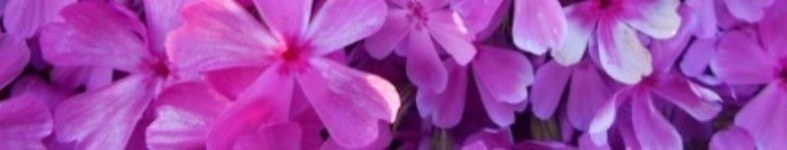 Banner profilu