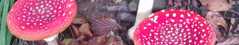 Banner profilu